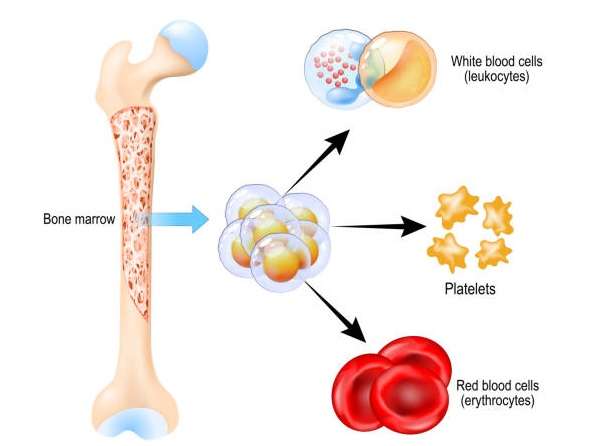 Stem Cell Transplant