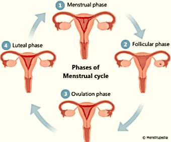 Menstrual Disorders Management